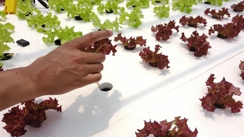 Farmer ckecking water ph value of organic hydroponic red oak in farm. Stock Footage 108607231