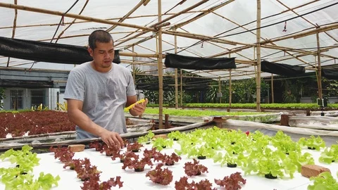 Farmer ckecking water ph value of organic hydroponic red oak in farm. Stock Footage 111864089