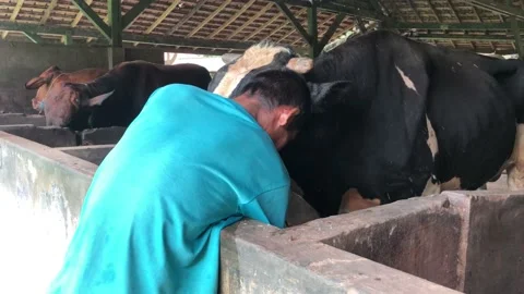 A farmer is cleaning a cow's drink Stock Footage 217908049