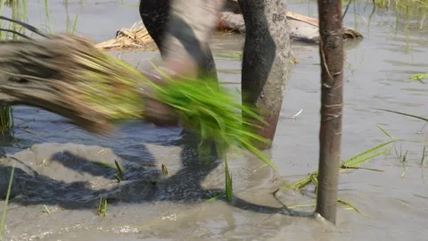 Farmer Cleaning Rice Saplings Video stock 336435494