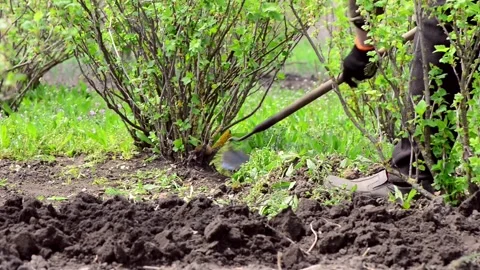 Farmer cleaning soil Stock Footage 153811863