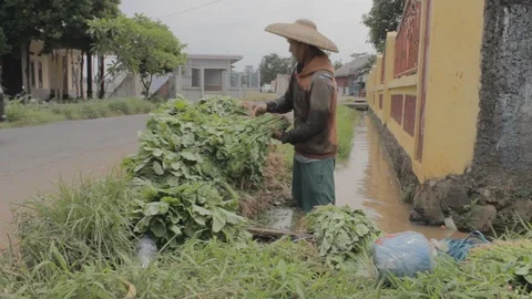 Farmer cleaning spinach Stock Footage 122183001