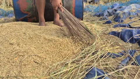 Farmer Cleaning Straw From Paddy Grain Pile In Bangladesh Stock Footage 338387799