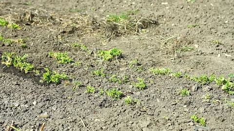 Farmer cleans the garden Stock Footage 127315355