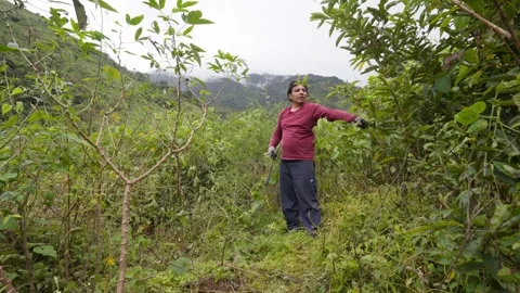 Farmer clearing brush with machete 스톡 동영상 311126808
