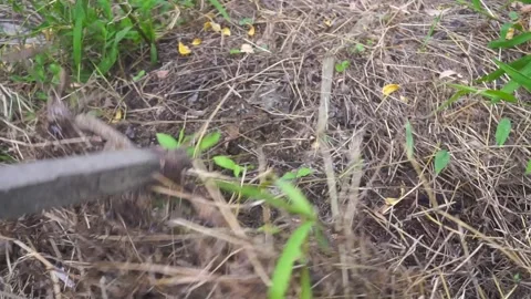 Farmer Clearing Dry Grass with Rake in Garden Stock Footage 309813118