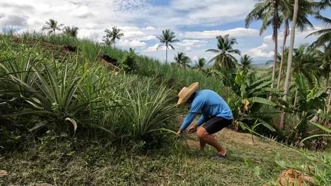 Farmer clearing the grass surrounding the pineapple  Stock Footage 278510214