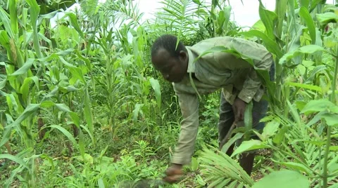 FARMER CLEARS WEEDS WITH MACHETE Stock Footage 59734660