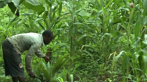 FARMER CLEARS WEEDS WITH MACHETE Stock Footage 59734683