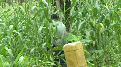 FARMER CLEARS WEEDS WITH MACHETE Stock Footage 59734774