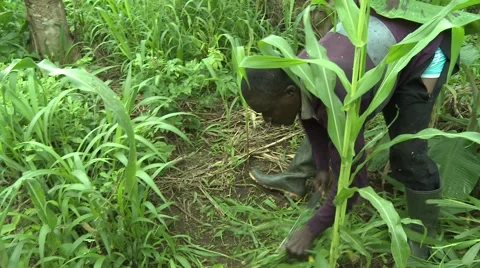 FARMER CLEARS WEEDS WITH MACHETE, PAN TO OTHER FARMER Stock Footage 59734678
