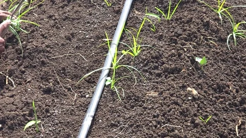 Farmer clears weeds with a sickle in dark soil next to a drip irrigation line. S Stock Footage 336853552