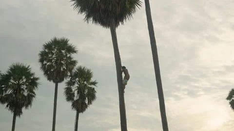 A farmer climbs a palm tree to harvest beer at sunset, in Cambodia Stock Footage 236176279