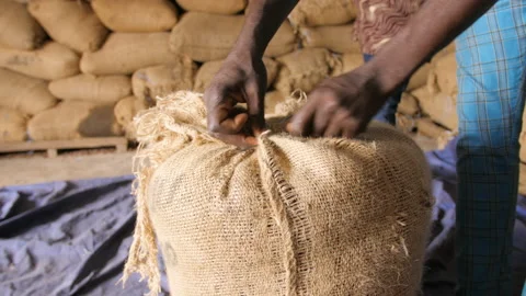 A farmer closes the cocoa bag filled with beans, in Ivory Coast Stock Footage 237848500