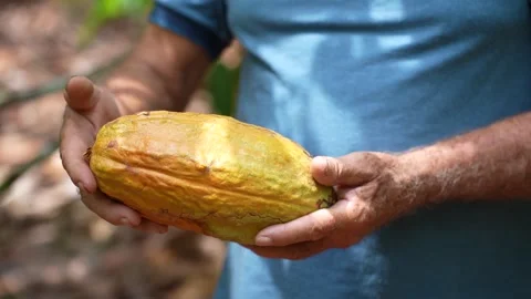 Farmer with cocoa holding and analyzing the fruit from his farm Stock Footage 260715525