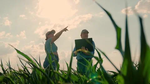 Farmer colleagues checking corn growth analyzing harvest using laptop. Farmers Stock Photos