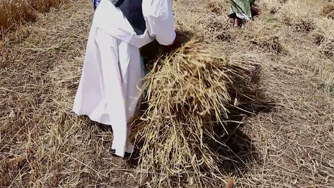Farmer is collecting bundle of mowed wheat Stock Footage 125044975