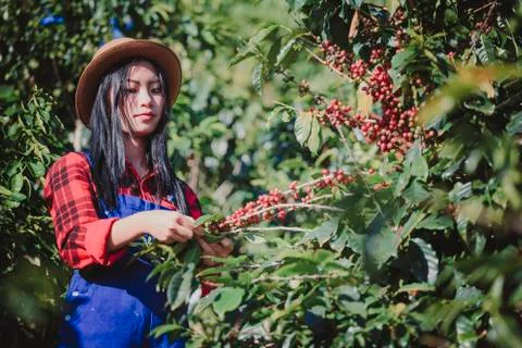 Farmer collecting coffee in a small town of  Chiang Mai, Northern Thailand Stock Photos