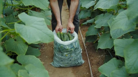 Farmer collecting cucumbers in sack between greenhouse rows Stock Footage 313740724