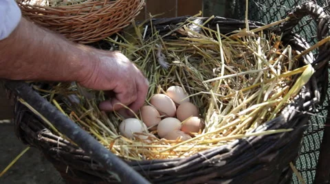 Farmer collecting fresh eggs, basket, nest, chicken farm, poultry, outdoors Stock Footage 42188192
