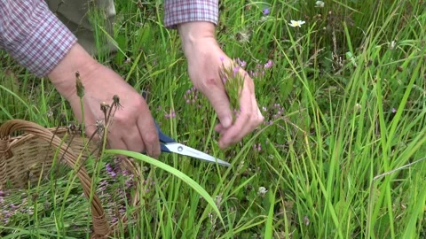 Farmer collects common centaury Centaurium erythraea  herb Stock Footage 293910514