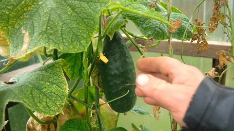 Farmer collects cucumbers in a box Vidéo 124660127