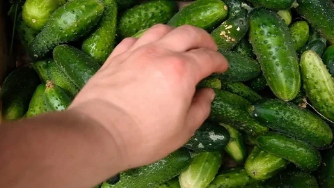 Farmer collects cucumbers in a box 库存影片 124661047