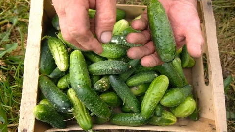 Farmer collects cucumbers in a box Vidéo 124662037