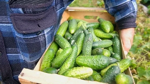 Farmer collects cucumbers in a box Vidéo 124662364