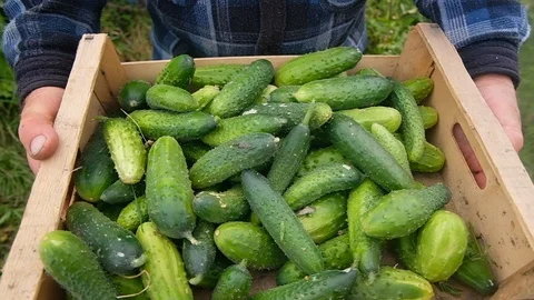 Farmer collects cucumbers in a box Vidéo 124662673