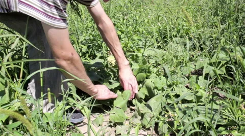 Farmer collects cucumbers Stock Footage 58613397