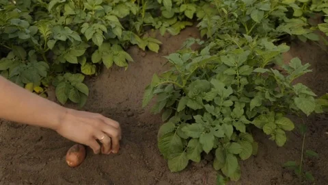 The farmer collects potatoes on the plot Stock Footage 76909235