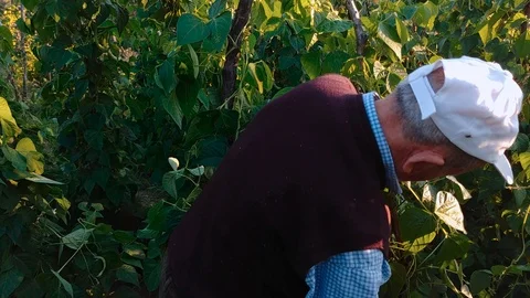 Farmer collects vegetables Stock Footage 94937286