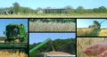 Farmer Combining Crops Composite HD Footage