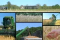 Farmer Combining Crops Composite Footage