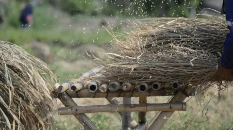 Farmer combining rice, manual worker. Stock Footage 34510855