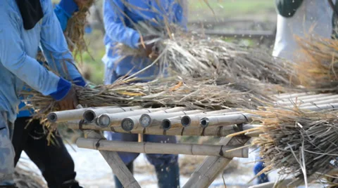 Farmer combining rice, manual worker. Stock Footage 39891150
