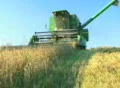 Farmer Combining Wheat SD Footage
