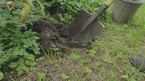 Farmer composting organic waste by digging a hole with a shovel and burying Stock Footage 342278941