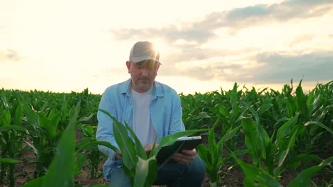 Farmer with computer tablet evaluates green corn shoots in field at sunset Stock Footage 318192283