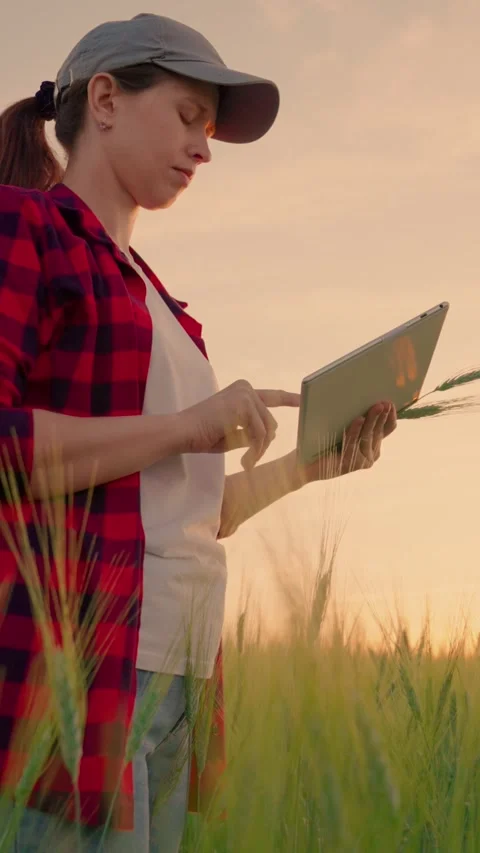 Farmer with computer tablet evaluates shoots, green wheat sprouts in field Stock Footage 277553798