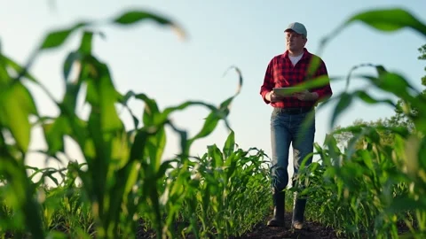 Farmer with computer tablet in green corn field. Modern digital technologies 動画素材 247859921
