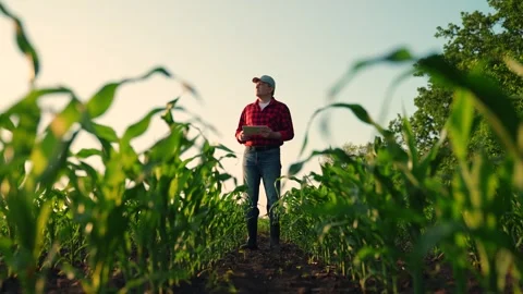 Farmer with computer tablet in green corn field. Modern digital technologies 動画素材 249488174