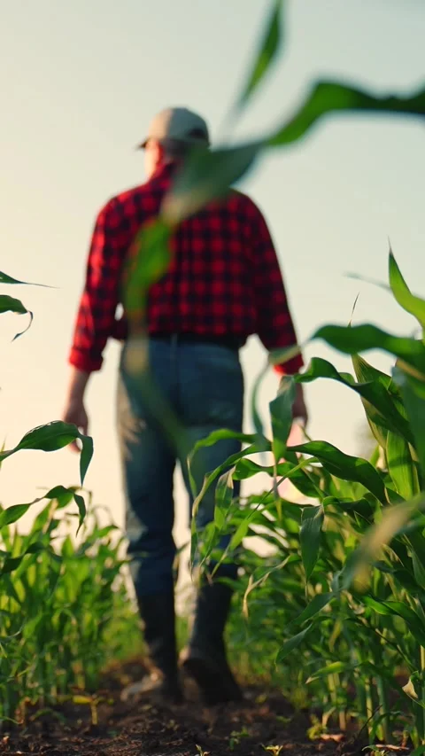 Farmer with computer tablet in green corn field. Modern digital technologies 動画素材 257692203