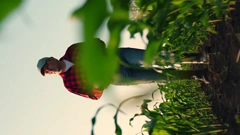 Farmer with computer tablet in green corn field. Modern digital technologies 動画素材 260621412