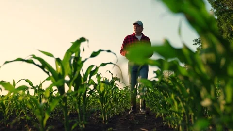 Farmer with computer tablet in green corn field. Modern digital technologies 動画素材 284186142