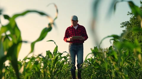Farmer with computer tablet in green corn field. Modern digital technologies Stock Footage 295505099