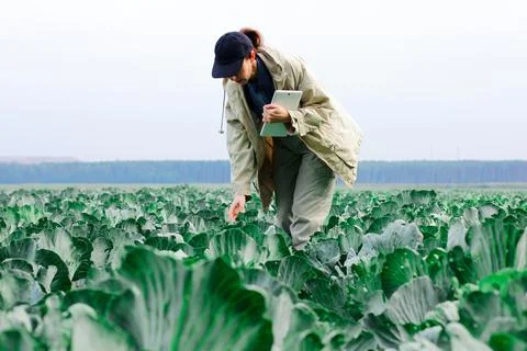 Farmer control quality of cabbage crop before harvesting. Woman agronomist us Stock Photos