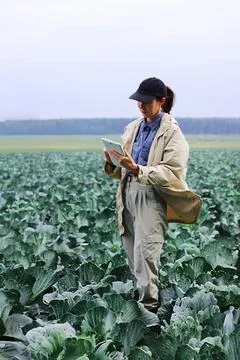 Farmer control quality of cabbage crop before harvesting. Woman agronomist us 스톡 사진