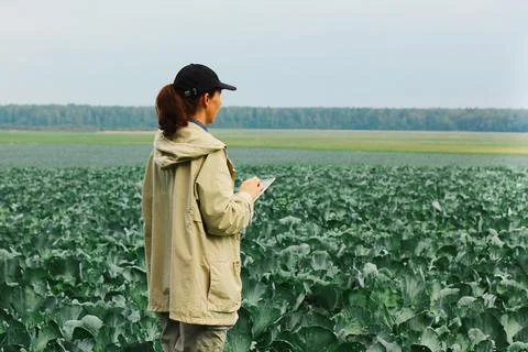 Farmer control quality of cabbage crop before harvesting. Woman agronomist Stock Photos